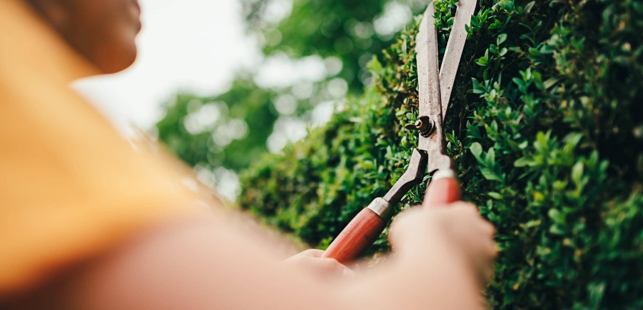 hedge trimming service